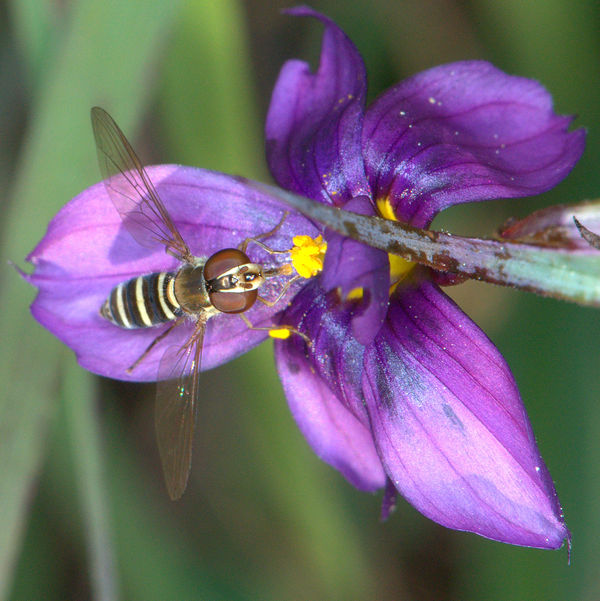 Hover Fly Asleep in Blue-Eyed grass blossom...