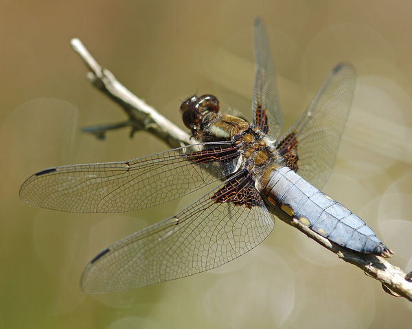 Broad-bodied chaser...