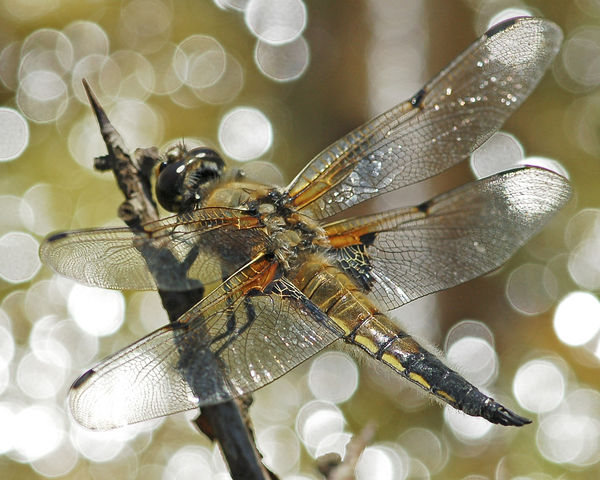 Four-spotted chaser...