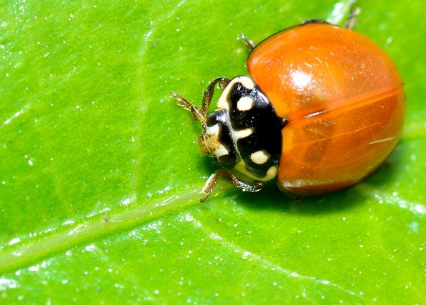 Ladybug on Leaf...