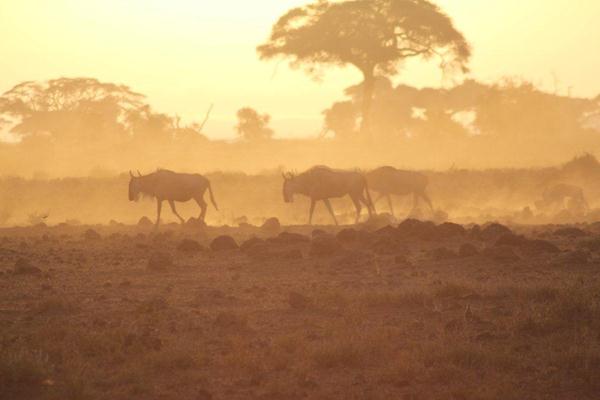Wildebeests at dawn...