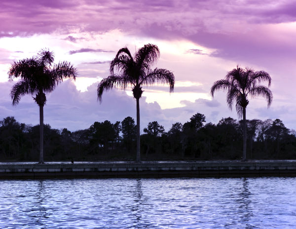 Just some palm trees at sunset...