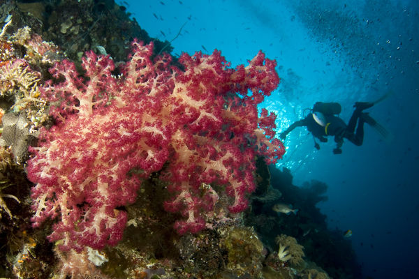 Soft coral...