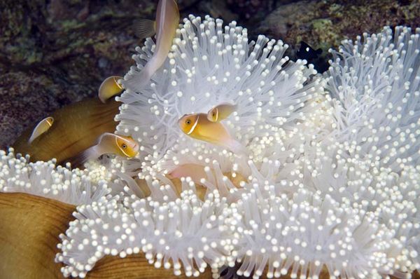 Skunk anemone fish...