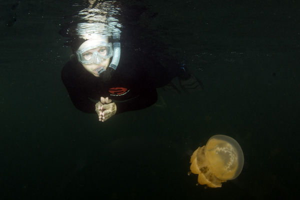 Jelly fish lake with snorkler...