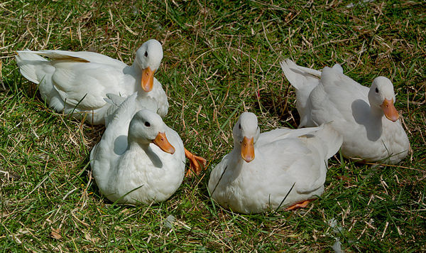 White Ducks...