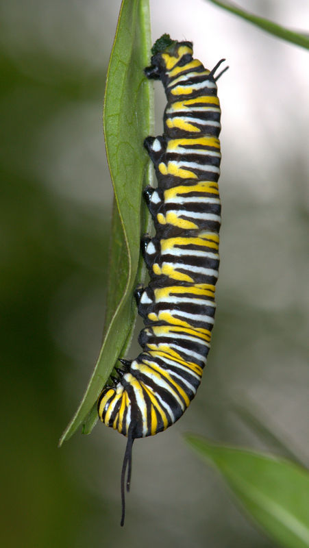 Caterpillar eating milkweed leaf from tip to stem....