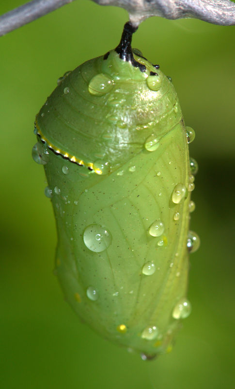 Dew covered Monarch chrysalis. 1:1 mag (life-size)...
