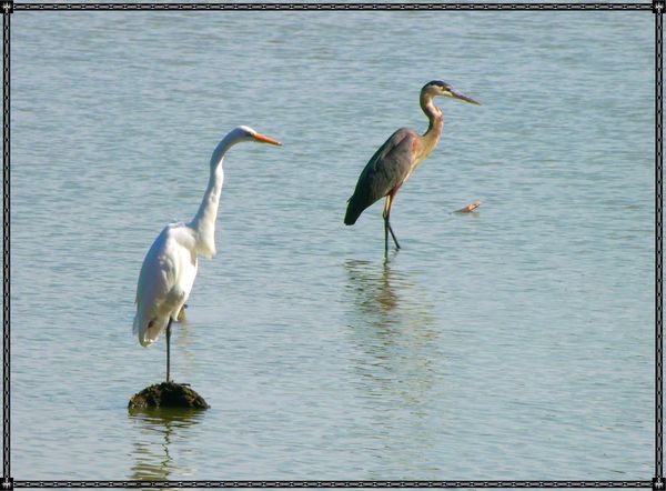 Egret and heron...