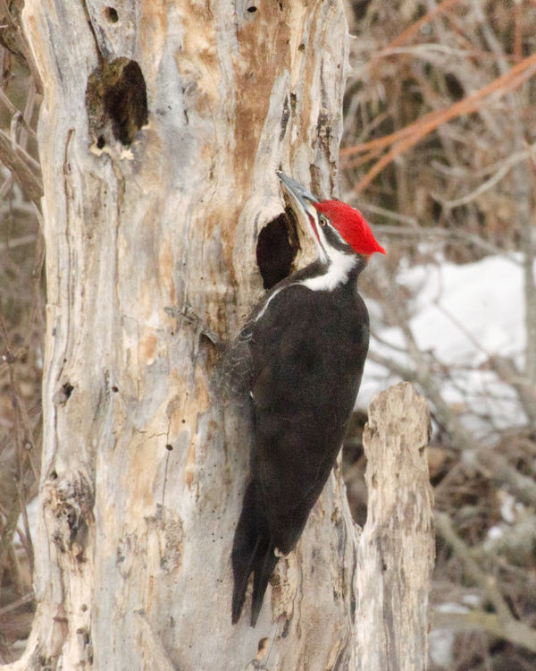 Pileated woodpecker...