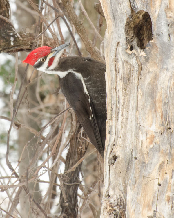 Not my best shots of the Pileated...
