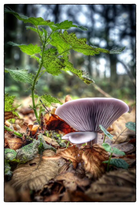 Magic Mushroom...