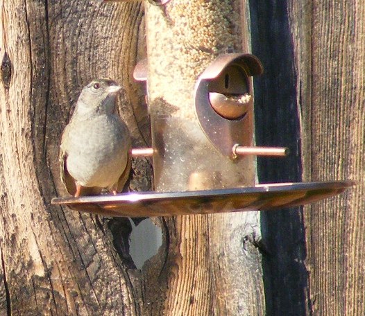 At the feeder -...