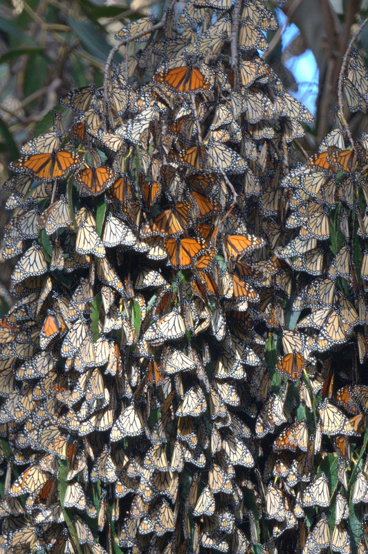 Corona Butterfly Preserve in Goleta CA...