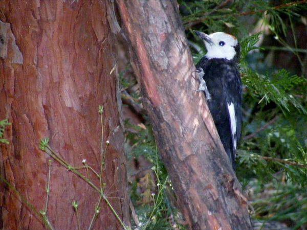 White head Woodpecker...