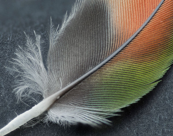 Lovebird Feather...