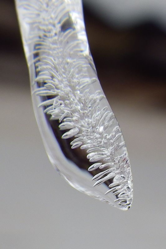 Frozen solid, the icicle looks like a prized piece...