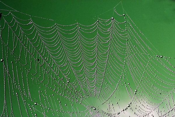 dew drops on a spider web...