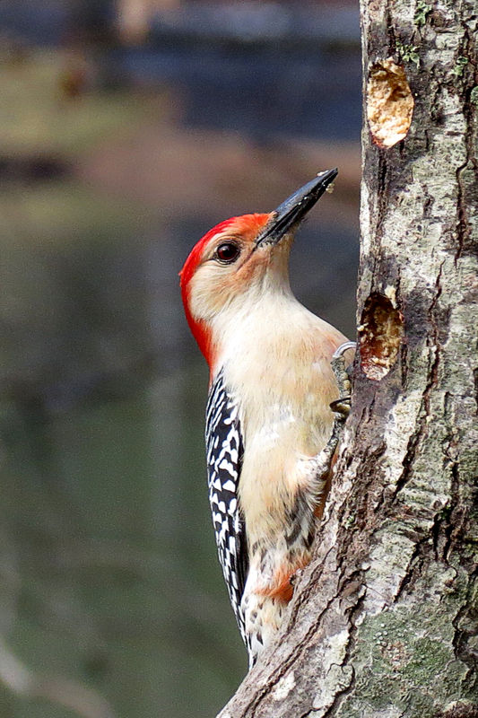 Red-brllied Woodpecker...