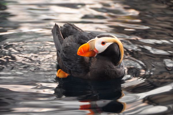 Horned puffin...