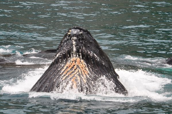 Humpback whale feeding...