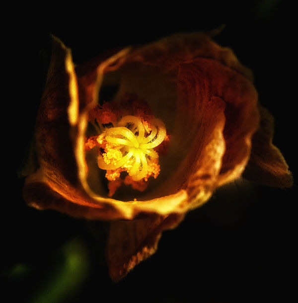 Flower 1 Dark Contrast Glow...