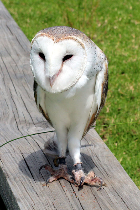 Barn Owl...