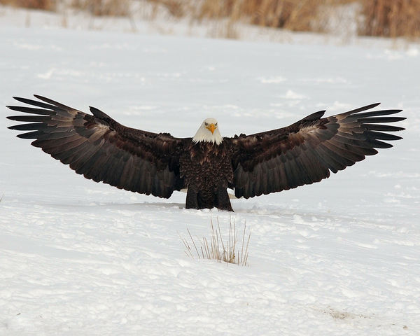 A bald eagle spreads his wings!...
