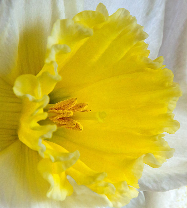 A White daffodil with a yellow centre. No1...