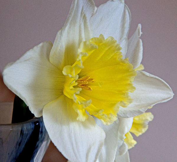 White daffodil with a yellow centre. No2...