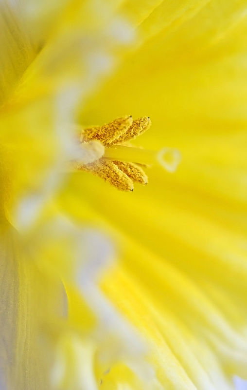 White daffodil with a yellow centre. No3...