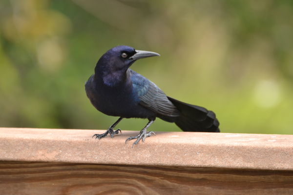 Boat-tailed Grackle?...
