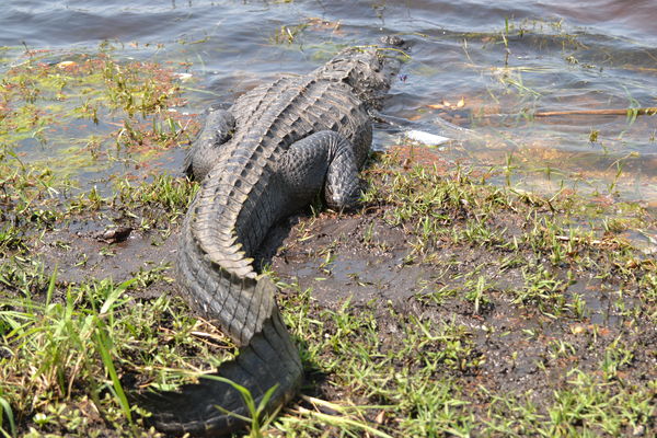 Another gator...