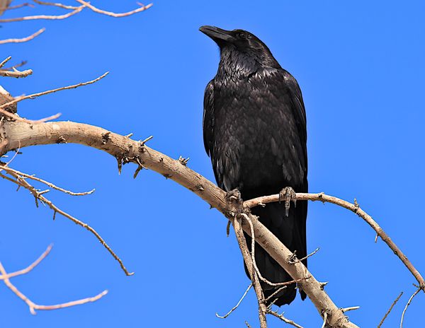 Raven...