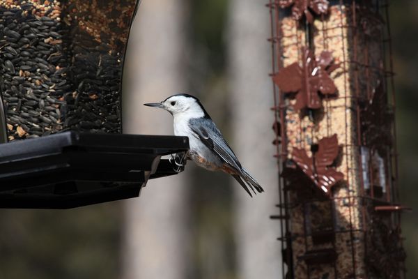 White Breasted Nuthatch...