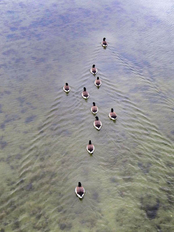 Ducks out on a mission...