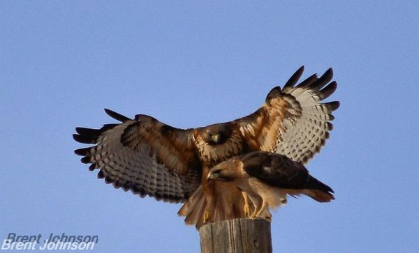 Red tail hawks paired up...