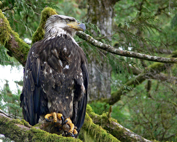 I took this eagle photo in the mossy forests of Al...