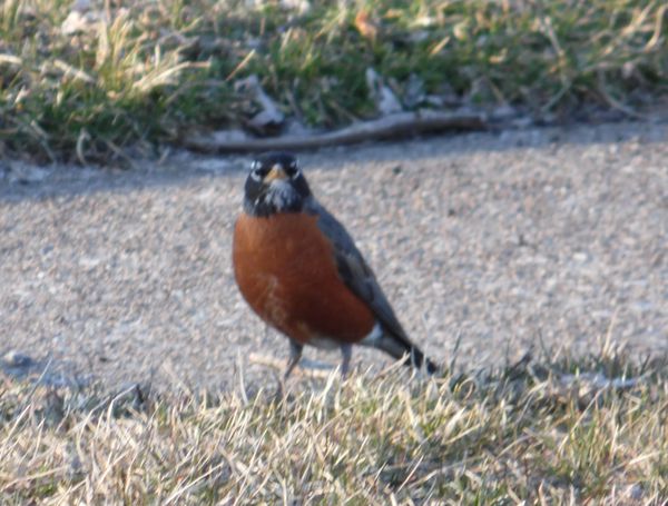 First Robin Sighting: Spring has sprung, the grass is ris, I wonder ...