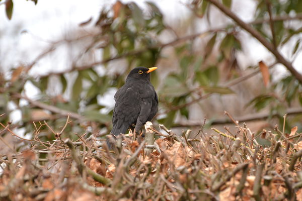 European Common Blackbird...