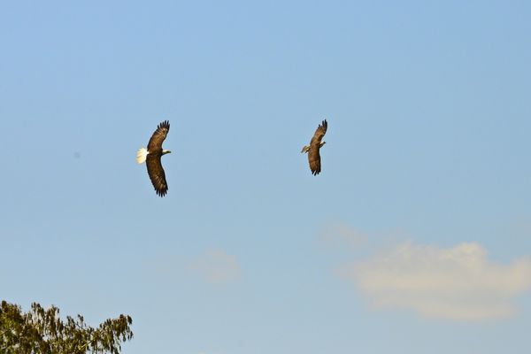 eagle trying to get a fish away from an osprey...