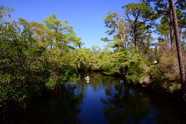 Kitching creek in Jonathan Dickinson state park...