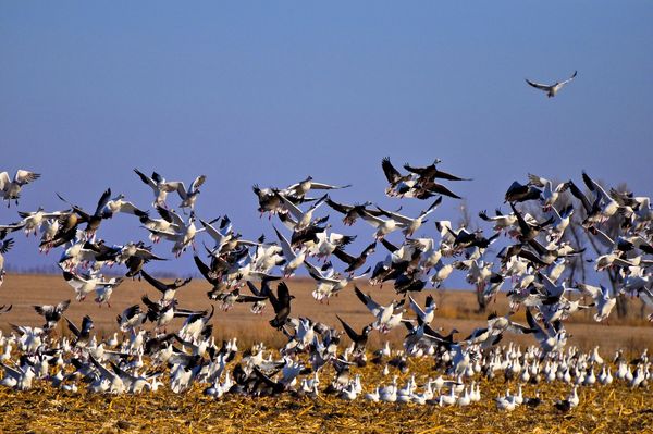 Snow geese in south dakota...