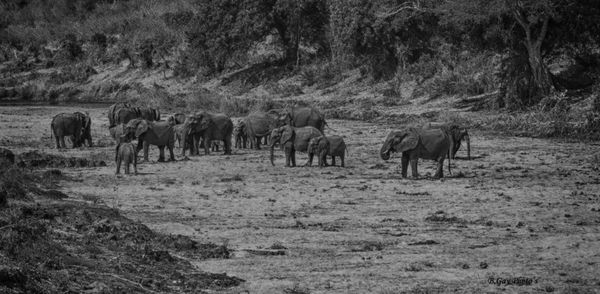 Elephants in the riverbed...