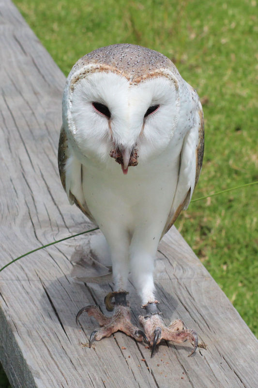 Barn Owl with treat in beak....