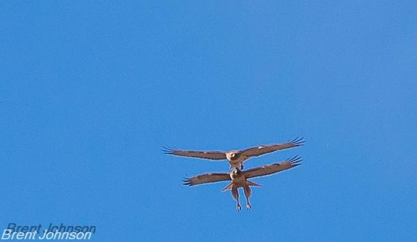 Pair of red tail playing together...