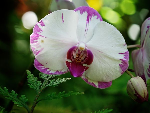 Little Orchid...