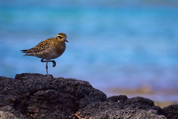 Sharp tailed sandpiper comes to the cove...