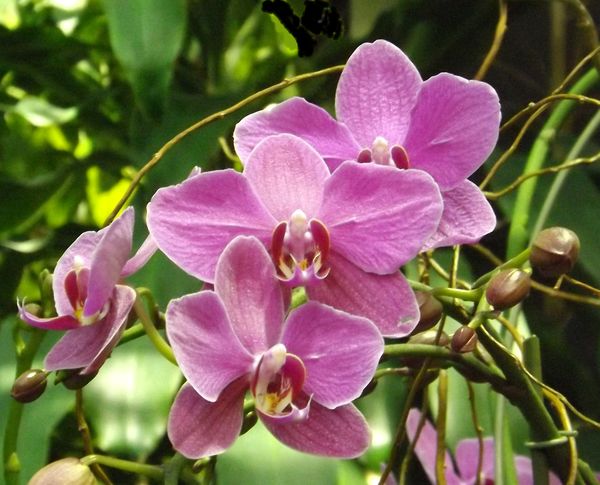 Orchids of the Rain Forest: These orchids grow in the RainForest ...