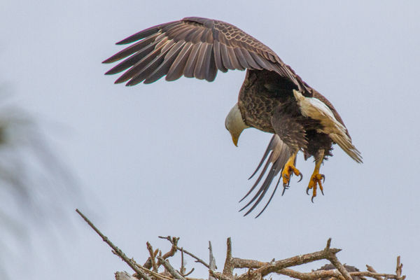 Male Bald Eagle Coming in to Nest...